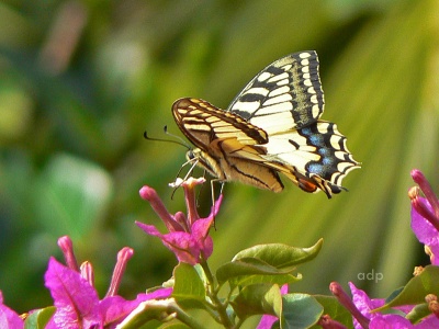 Corsican Swallowtail (Papilio hospitans) Alan Prowse